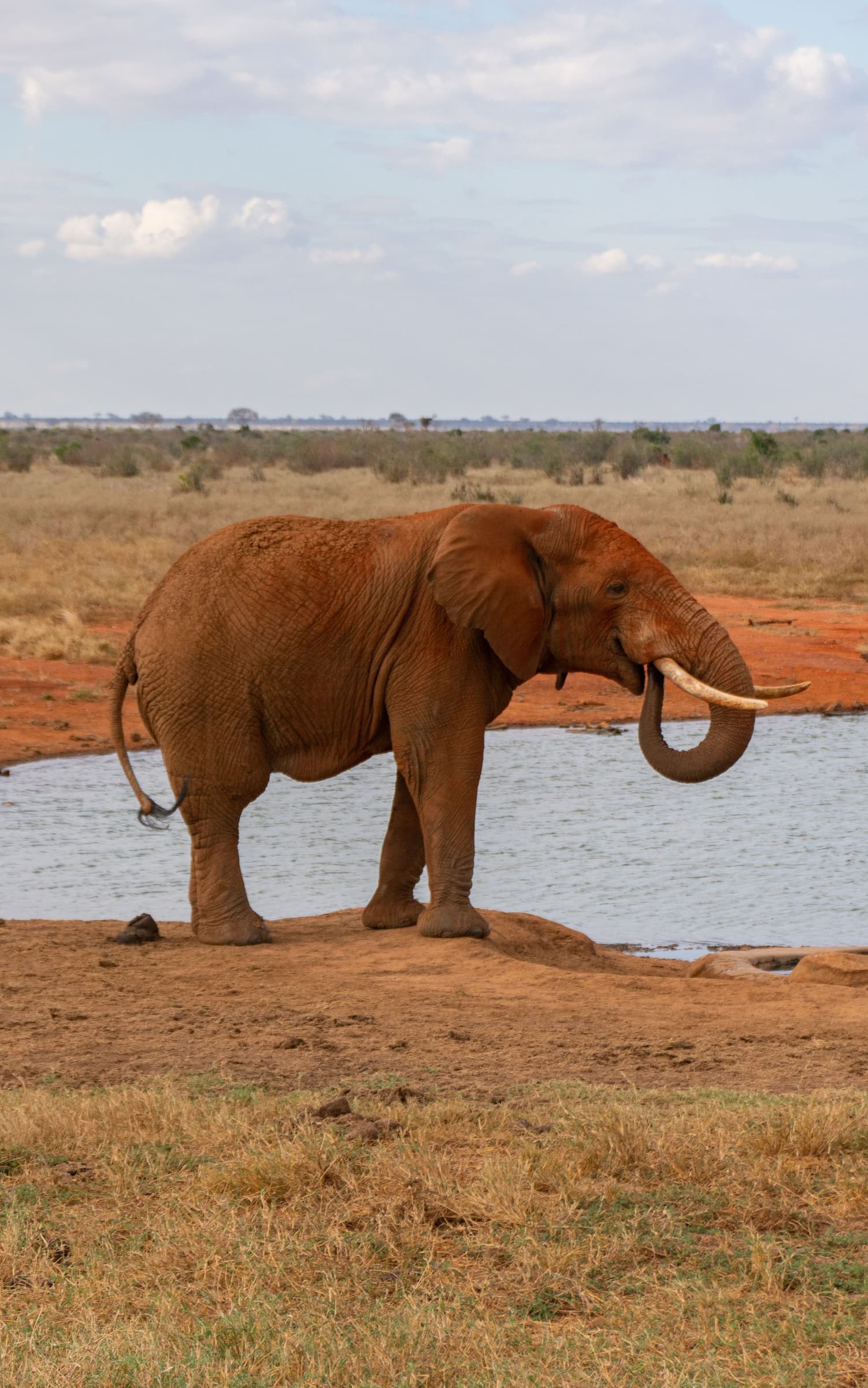Safari Mara, Nakuru et Amboseli