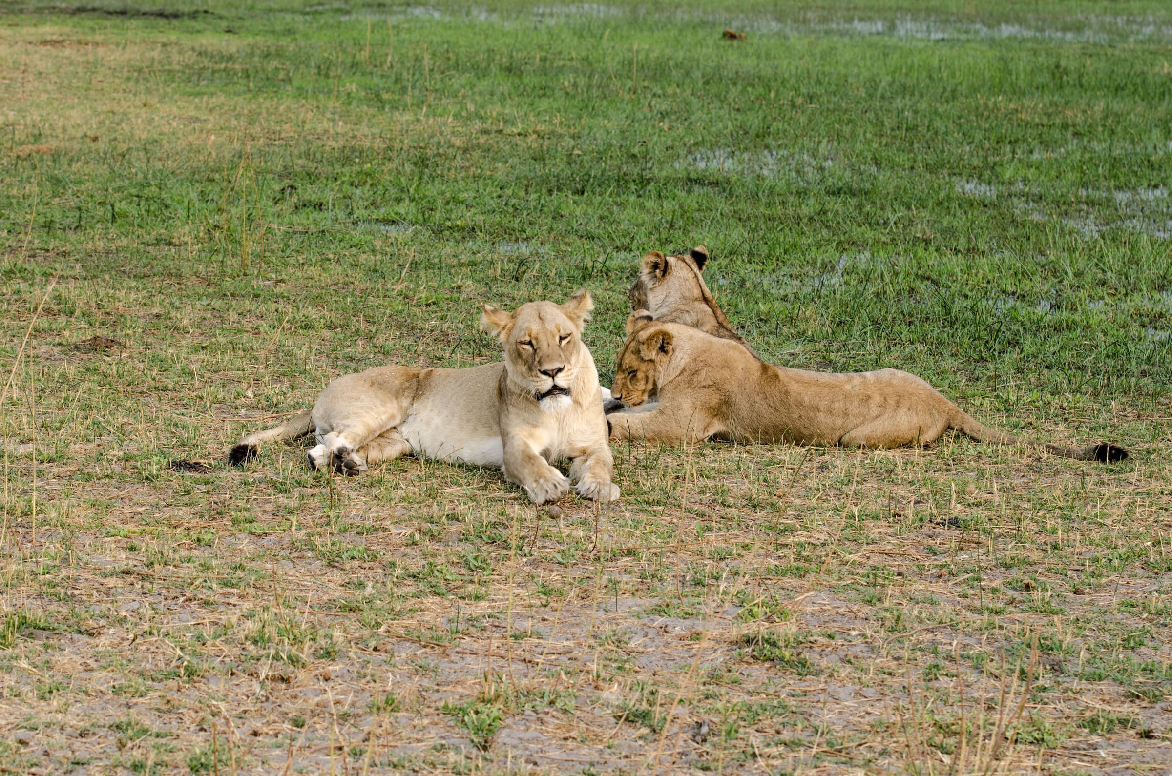 Safari de 21 Días Explora la Fauna de Uganda