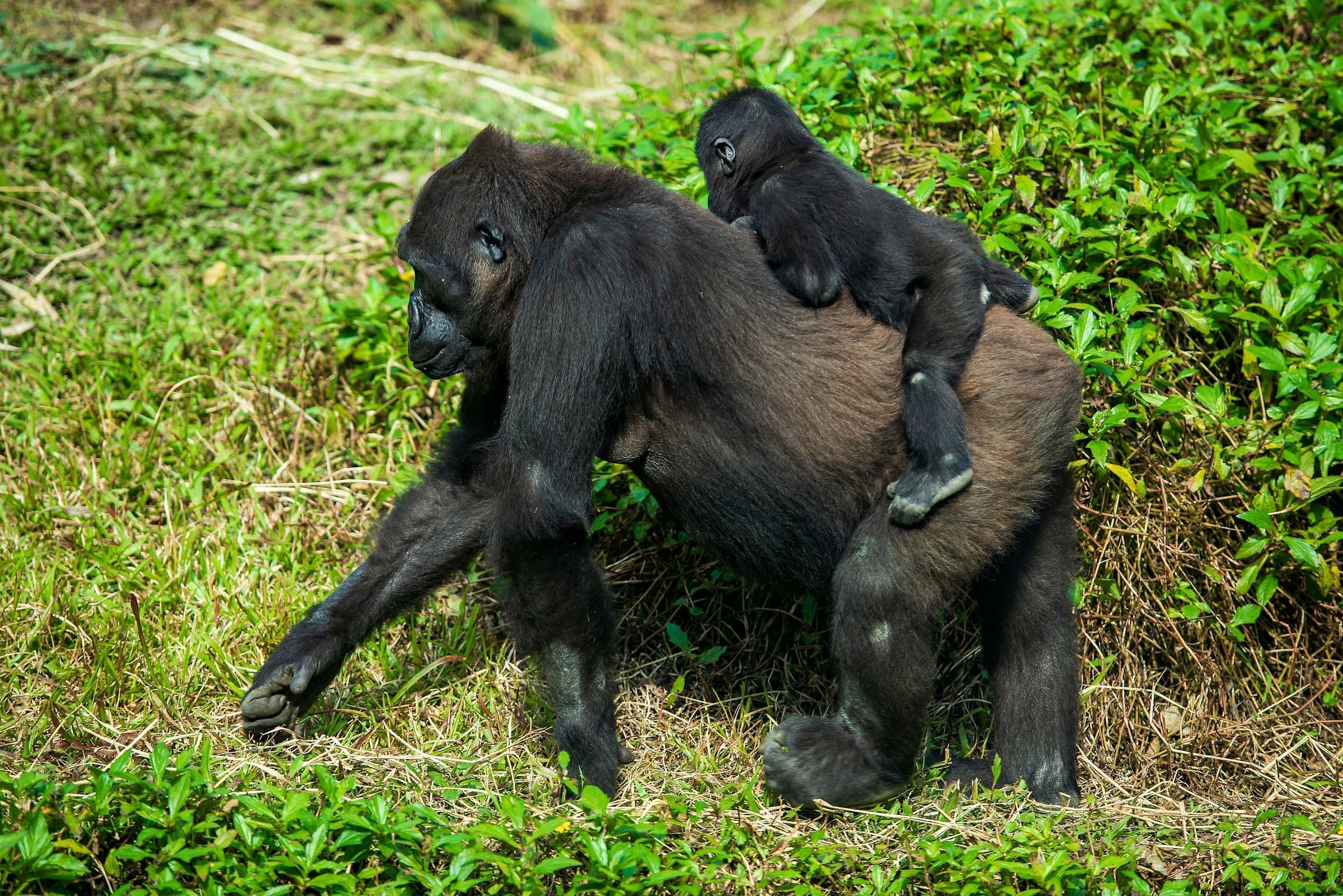 Safari de Gorilas en Uganda en Avioneta