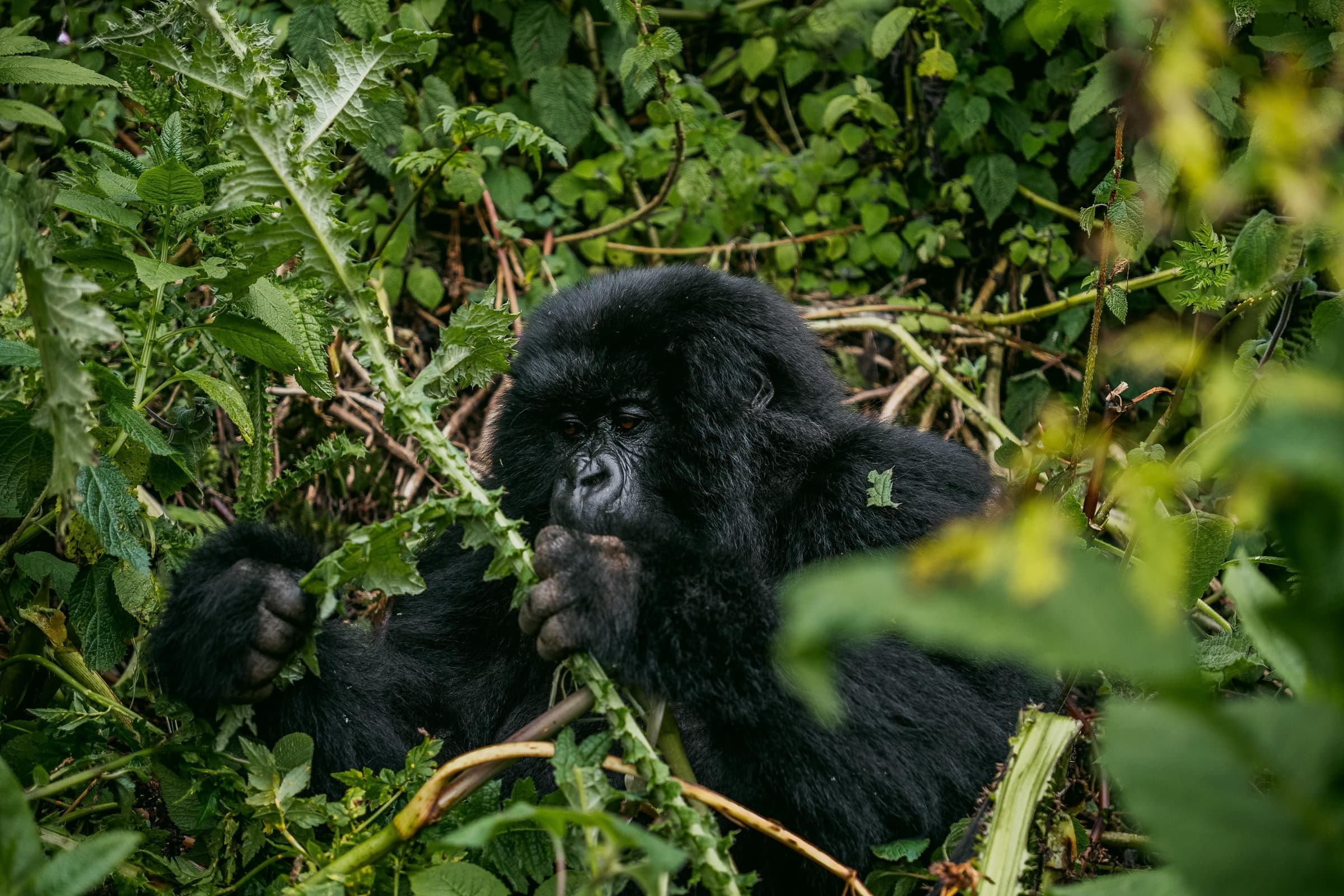 Uganda Gorilla & Queen Elizabeth Safari