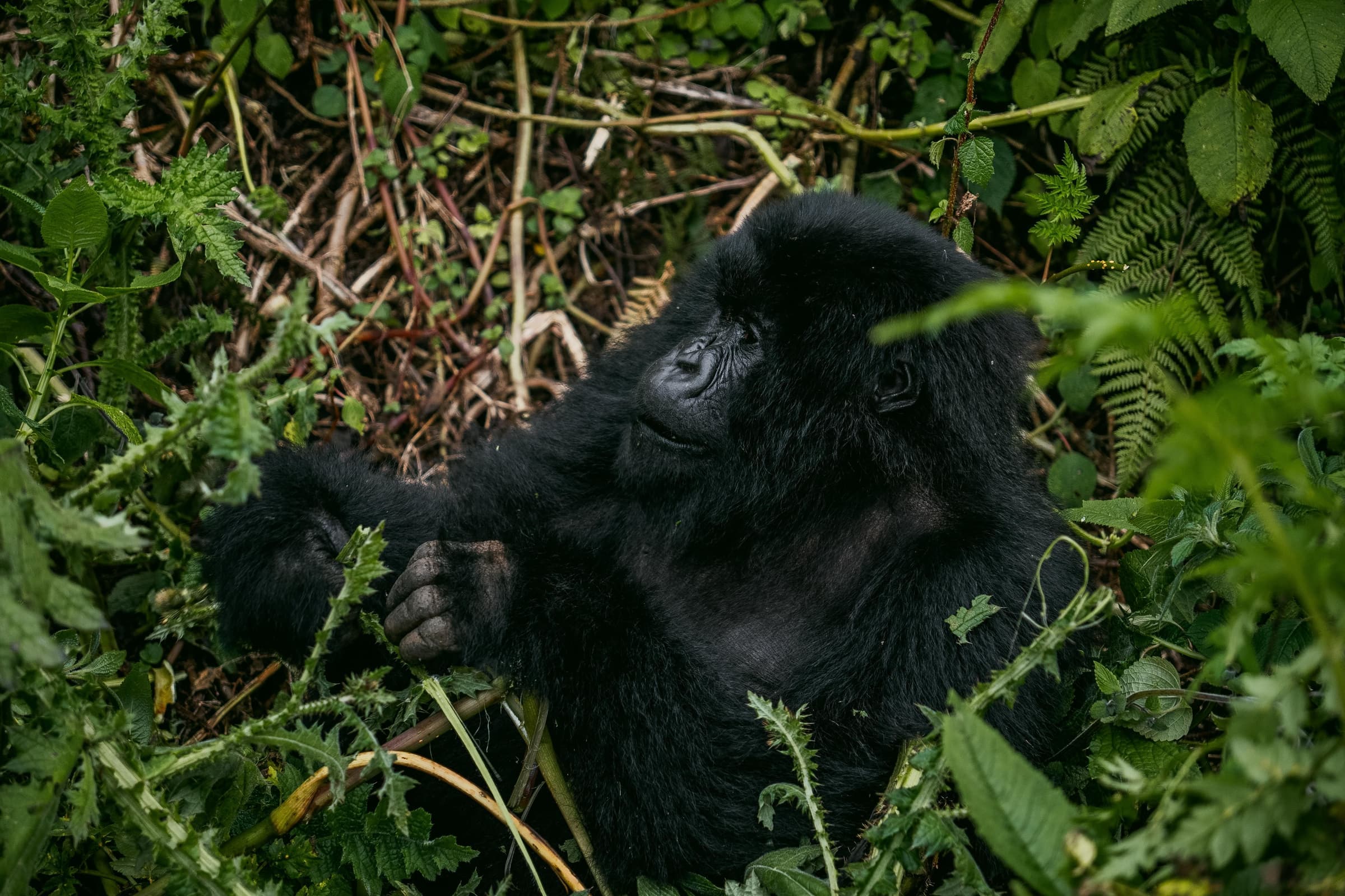 Uganda Gorilla Trekking & Rwenzori Mountains Expedition