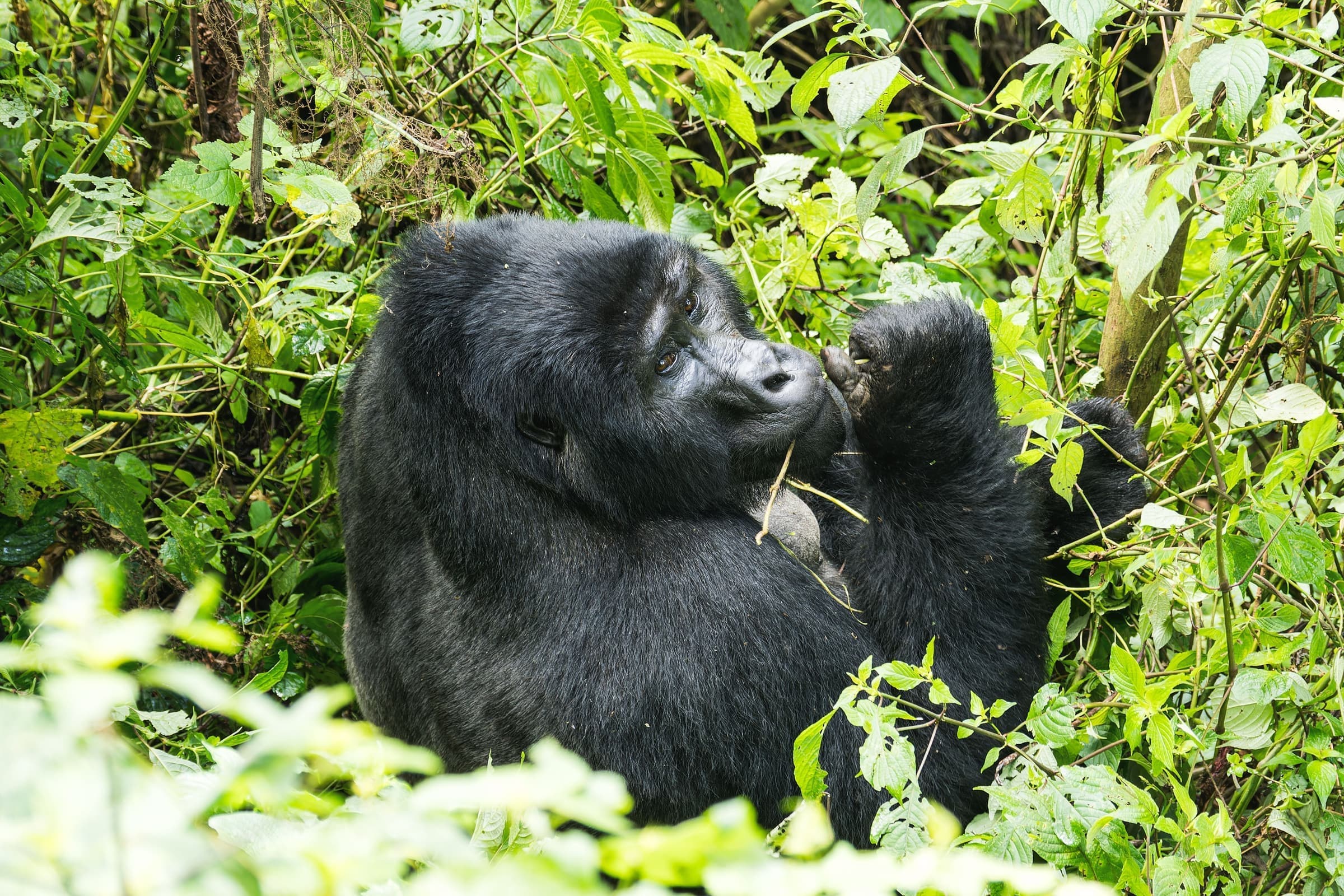 Bwindi Gorilla Tracking Safari