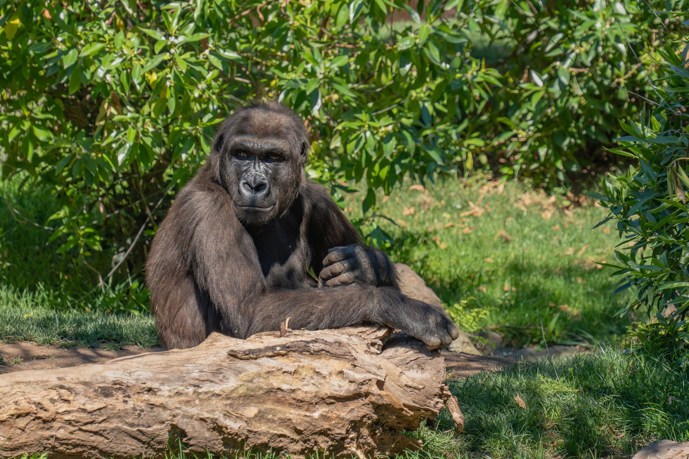 Uganda Gorilla Trekking & Wildlife Safari
