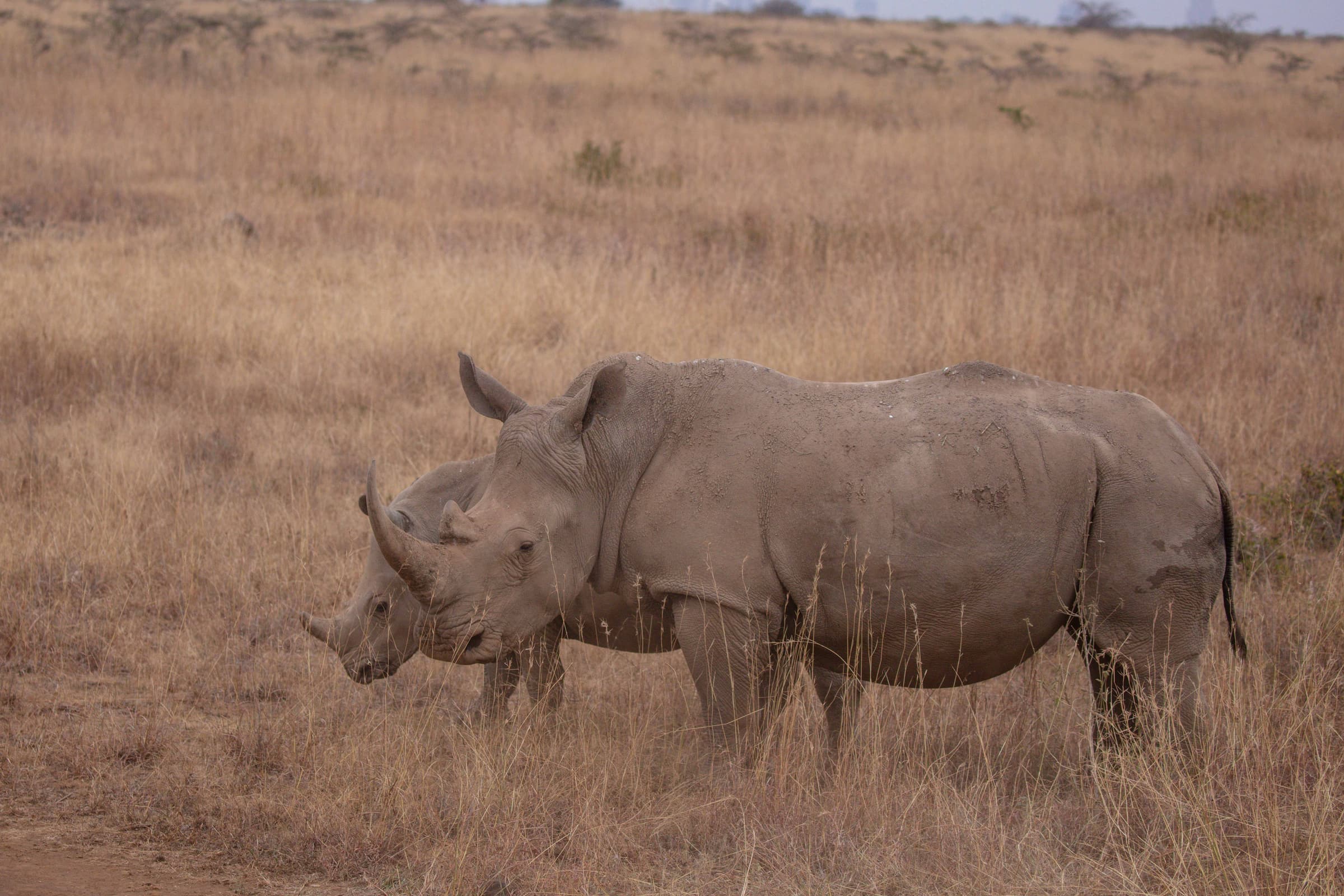 Murchison Falls & Ziwa Rhino Safari