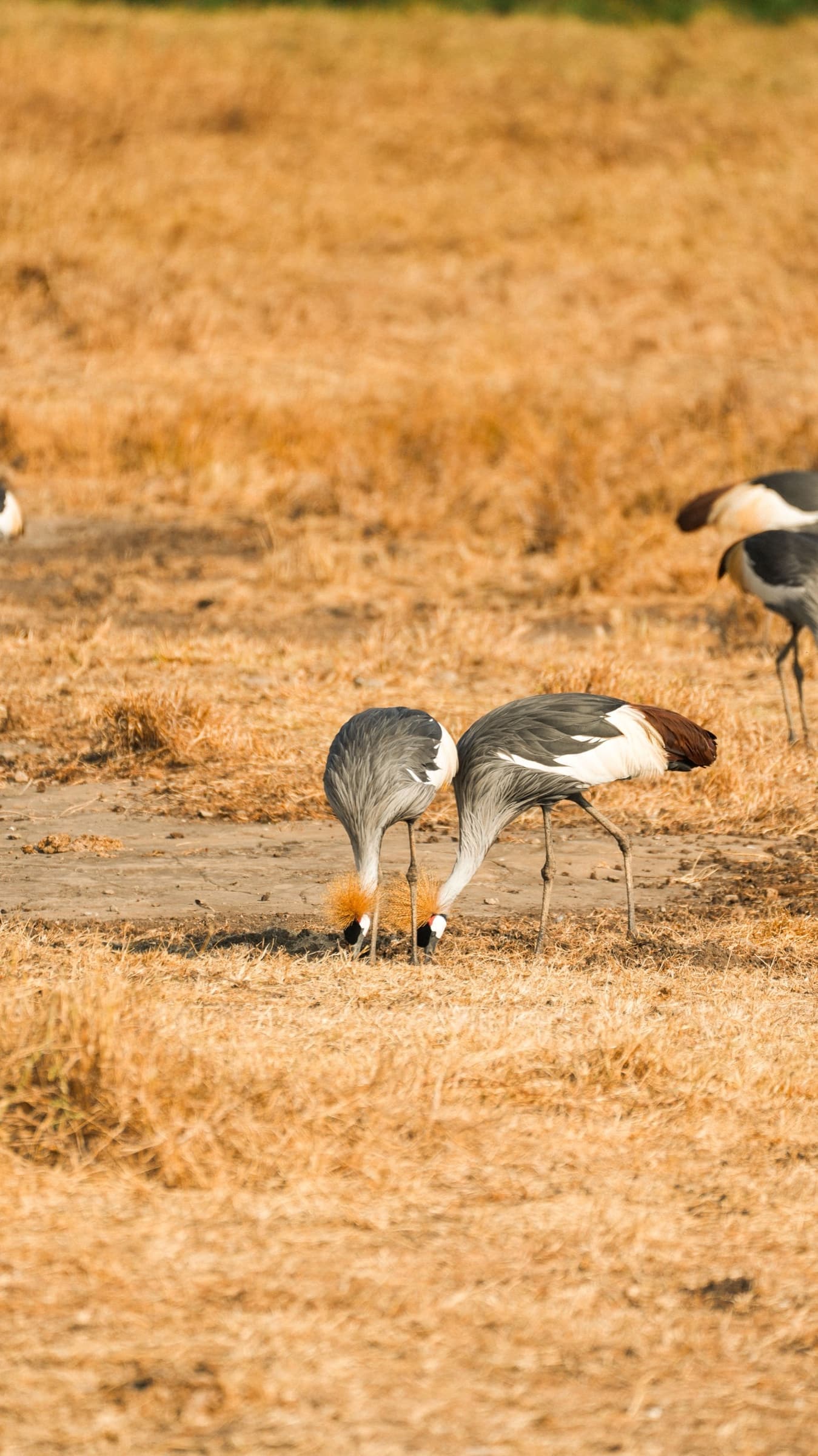 Bird Watching Safaris