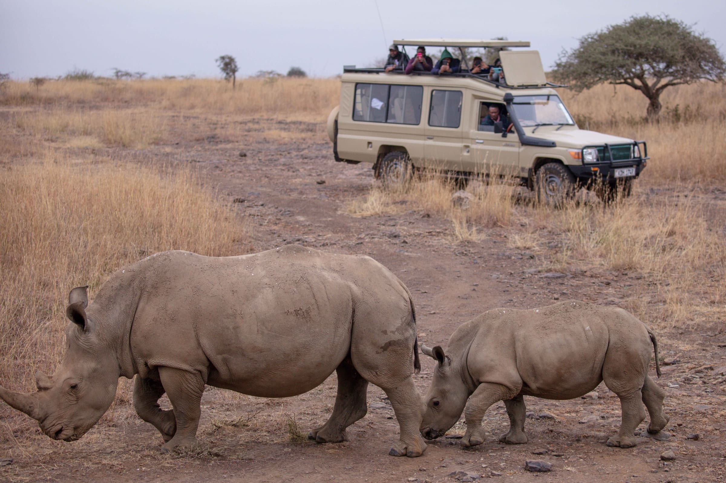 Luxury Safaris